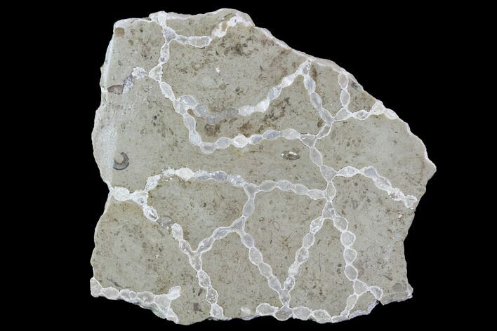 Polished Fossil Chain Coral (Catenipora) - Estonia #91856